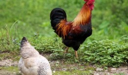 国产老鸡露脸视频,揭秘神秘幕后故事