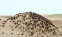 国产你懂的网站,内容丰富，暗藏玄机