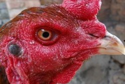 国产老鸡露脸视频,揭秘神秘幕后故事