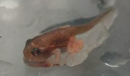 国产蝌蚪,创新科技引领未来生态养殖新篇章