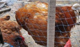 国产老鸡露脸视频,揭秘神秘幕后故事