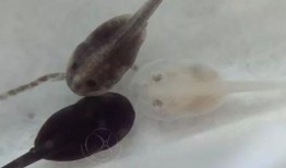 国产蝌蚪,创新科技引领未来生态养殖新篇章