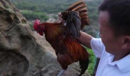 国产老鸡露脸视频,揭秘神秘幕后故事